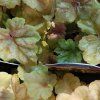 HEUCHERA 'CHAMPAGNE' kak