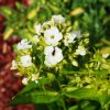 PHLOX PANICULATA 'JADE' IST2