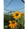 ECHINACEA 'HONEY SKIPPER'  - KAK