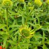 ECHINACEA 'SKIPPER HONEY' kak1