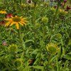 ECHINACEA 'SKIPPER HONEY' kak1