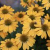 ECHINACEA 'HONEY SKIPPER' - IST