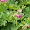 Geranium macrorrhizum 'Sandy's Smile' ist2
