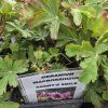 GERANIUM MACRORRHIZUM 'SANDY'S SMILE' kak