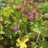 GERANIUM MACRORRHIZUM 'SANDY'S SMILE' kak1