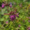 GERANIUM MACRORRHIZUM 'SANDY'S SMILE kak1