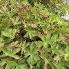 GERANIUM MACRORRHIZUM 'SANDY'S SMILE' kak1