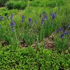 Iris sibirica 'Wild' ist