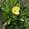OENOTHERA MISSOURI MACROCARPA IST2