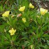 OENOTHERA MISSOURI MACROCARPA IST3