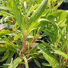 OENOTHERA MISSOURI MACROCARPA kak