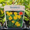 OENOTHERA MISSOURI MACROCARPA kak1