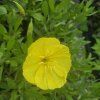 OENOTHERA MISSOURI MACROCARPA kak1