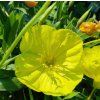 OENOTHERA MISSOURI MACROCARPA kak