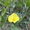 OENOTHERA MISSOURI MACROCARPA kak5