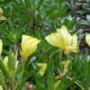 OENOTHERA MISSOURI MACROCARPA IST1