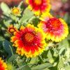 GAILLARDIA 'ARIZONA SUN' shutt