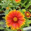 GAILLARDIA 'ARIZONA SUN' kak2