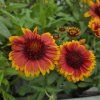 GAILLARDIA 'ARIZONA SUN' kak3