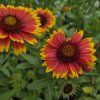 GAILLARDIA 'ARIZONA SUN' kak4