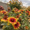 GAILLARDIA 'ARIZONA SUN' kak6