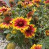 GAILLARDIA 'ARIZONA SUN' kak7