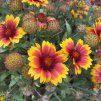 GAILLARDIA 'ARIZONA SUN' kak5