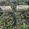 LEPTINELLA 'POTENTILLINA' kak