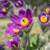 PULSATILLA VULGARIS_istock