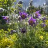 PULSATILLA VULGARIS (PONIKLEC OBYČAJNÝ)_istock