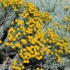 Santolina chamaecyparissus_ist2