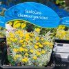 SANTOLINA CHAMAECYPARISSUS kak6