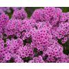 PHLOX PANICULATA 'MISS PEPPER shutt1