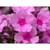 PHLOX PANICULATA 'MISS PEPPER shutt