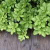 PACHYSANDRA TERMINALIS (PACHYSANDRA VRCHOLOVÁ)_istock