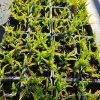 HOSTA 'STILETTO' kak2
