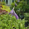 HOSTA 'STILETTO' kak3