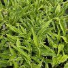 HOSTA 'STILETTO' kak4