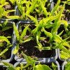 HOSTA 'STILETTO' kak1