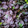 AJUGA REPTANS 'BLACK SCALLOP' IST2