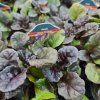AJUGA REPTANS 'BLACK SCALLOP kak1
