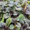 AJUGA REPTANS 'BLACK SCALLOP' kak2