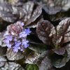 AJUGA REPTANS 'MAHOGANY' (ZBEHOVEC PLAZIVÝ)_istock