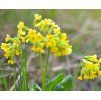 PRIMULA VERIS 'BRIGHT DEEP YELLOW' shut1