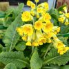 Primula veris 'Bright Deep Yellow' ist3
