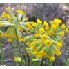 PRIMULA VERIS 'BRIGHT DEEP YELLOW' shut2