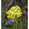 PRIMULA VERIS 'BRIGHT DEEP YELLOW' shut