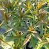 VERONICASTRUM VIRGINICUM 'FASCINATION' kak2