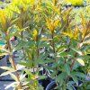 VERONICASTRUM VIRGINICUM 'FASCINATION' kak3