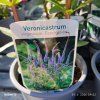 VERONICASTRUM VIRGINICUM 'FASCINATION' kak1